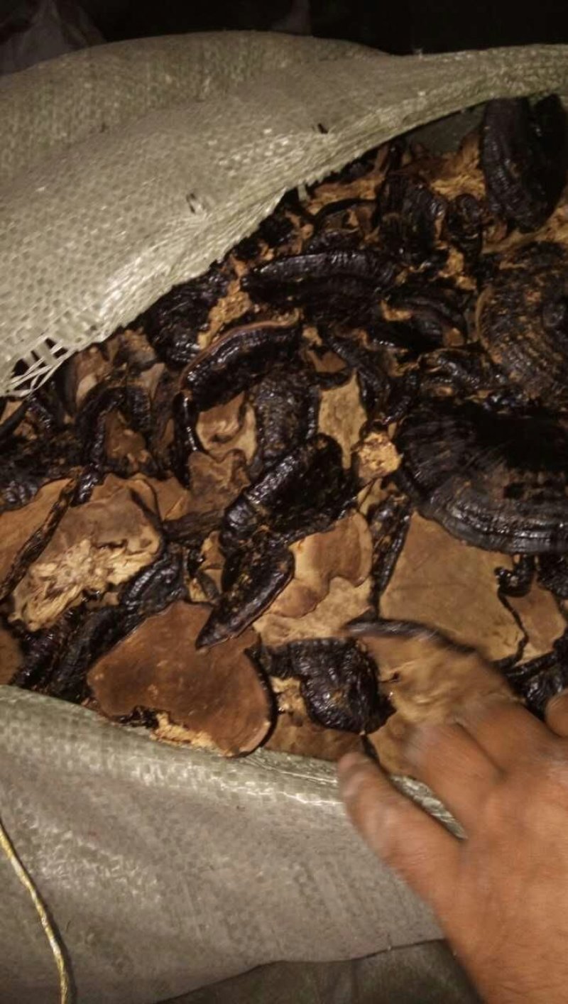 灵芝切片大货供应各种灵芝产品…