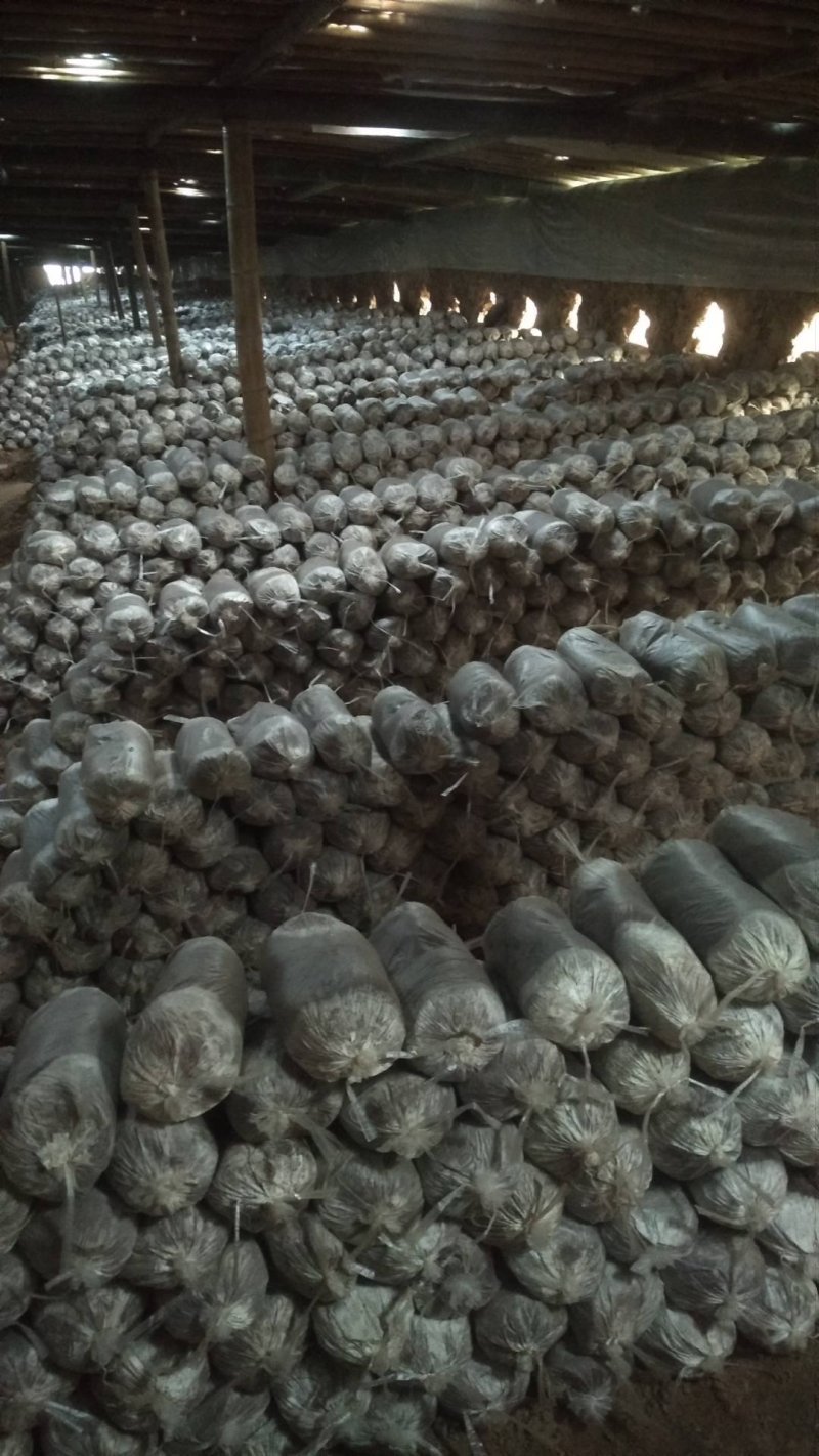 灵芝切片大货供应各种灵芝产品…