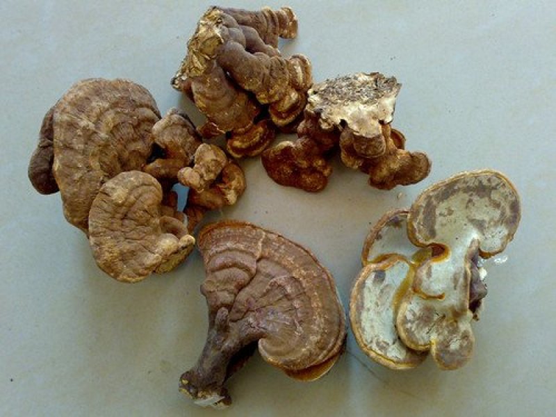 灵芝切片大货供应各种灵芝产品…