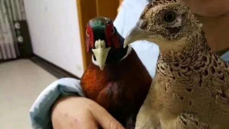 孔雀蓝鸡种蛋野鸡蛋可以孵化小山鸡种蛋可以食用的新鲜山鸡蛋