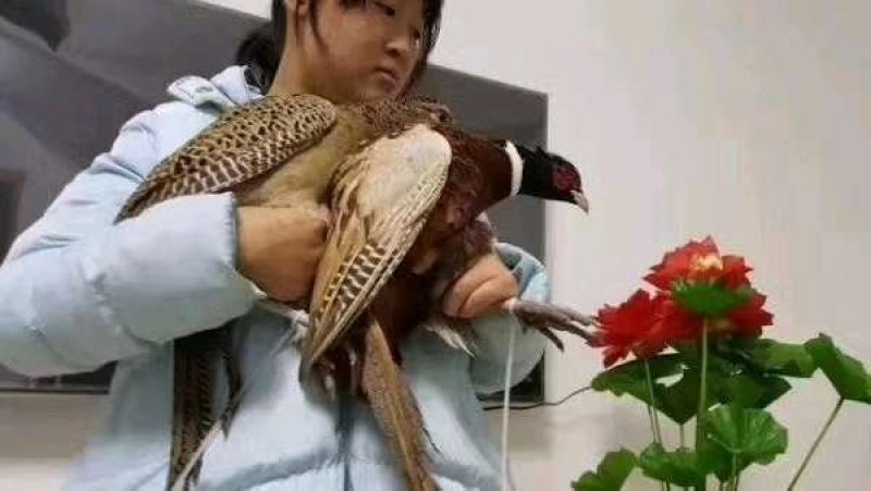 孔雀蓝鸡种蛋野鸡蛋可以孵化小山鸡种蛋可以食用的新鲜山鸡蛋
