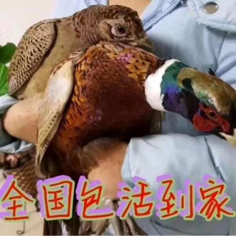 孔雀蓝鸡种蛋野鸡蛋可以孵化小山鸡种蛋可以食用的新鲜山鸡蛋
