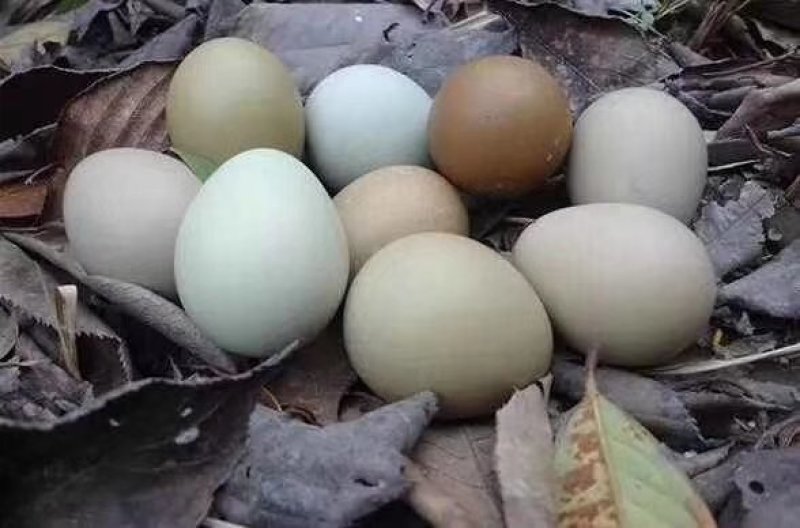 孔雀蓝鸡种蛋野鸡蛋可以孵化小山鸡种蛋可以食用的新鲜山鸡蛋