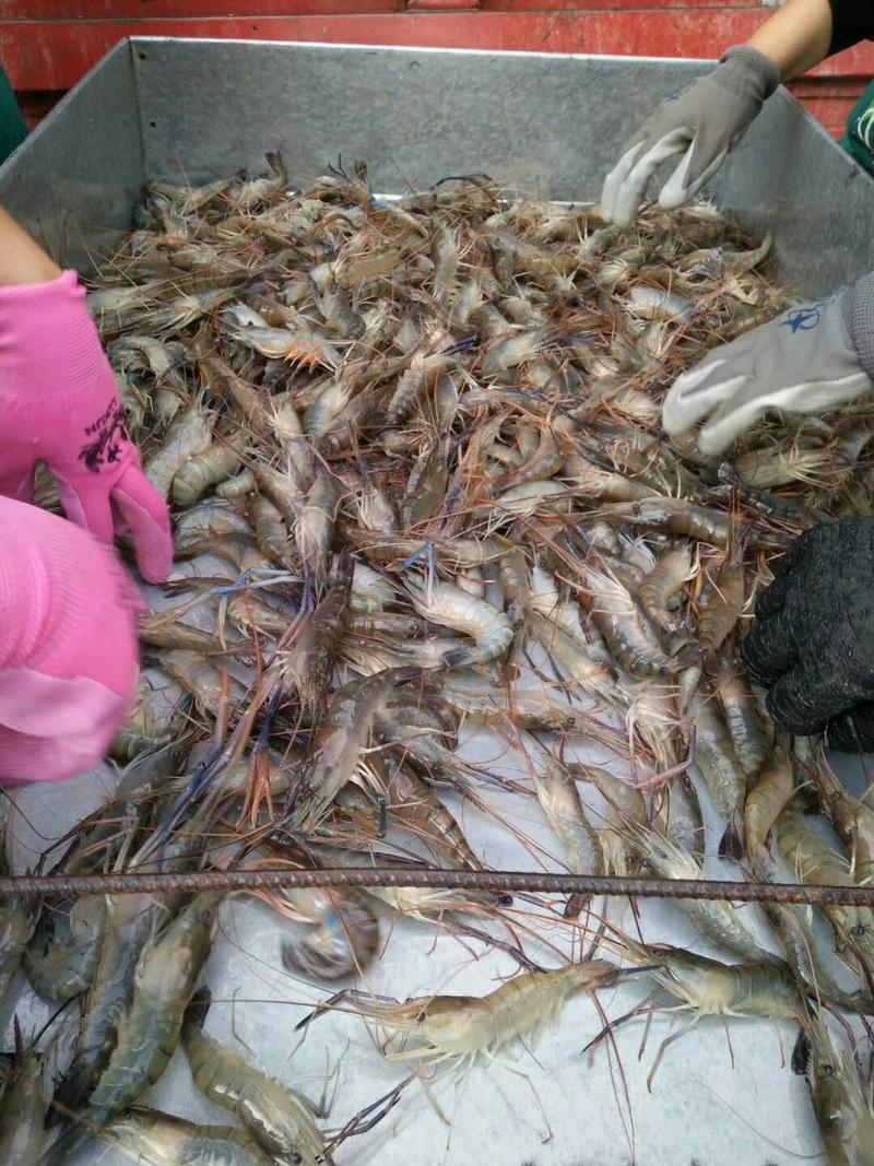 江苏连云港罗氏沼虾，网红大头虾，活冻罗氏虾
