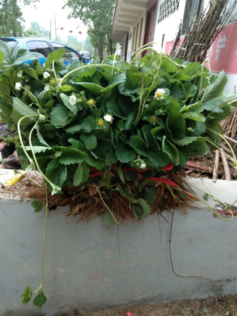 自家种植面积30亩，根系发达，品质保证，可实地看苗！