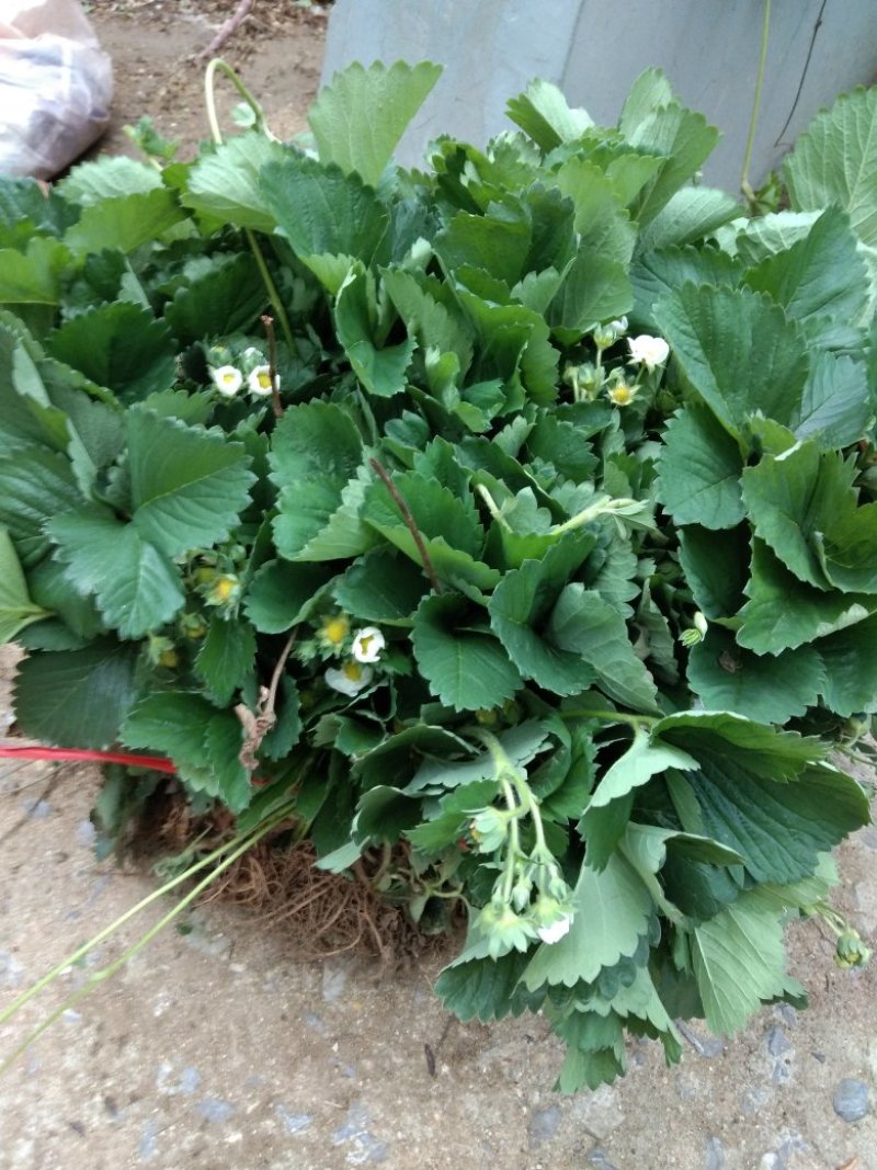自家种植面积30亩，根系发达，品质保证，可实地看苗！