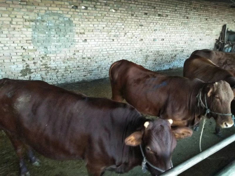 成年肉牛，架子母牛，肉质好