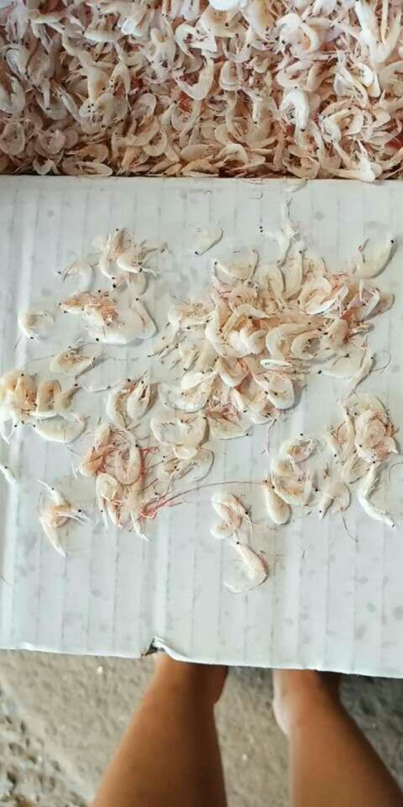 虾皮一手货源，价格合理