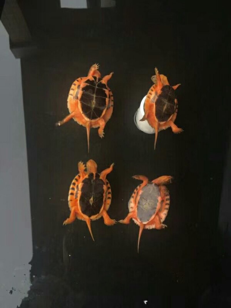 金钱龟苗