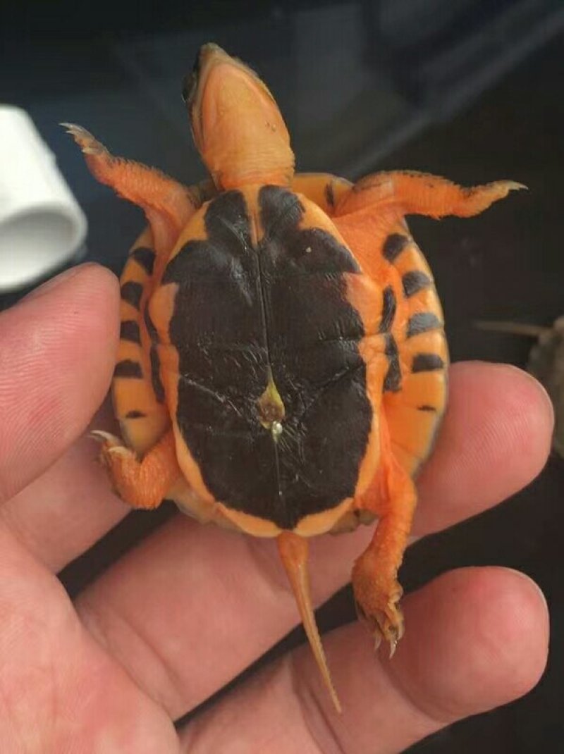 金钱龟苗