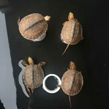 金钱龟苗