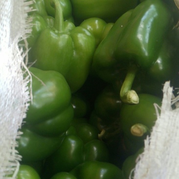 圆椒