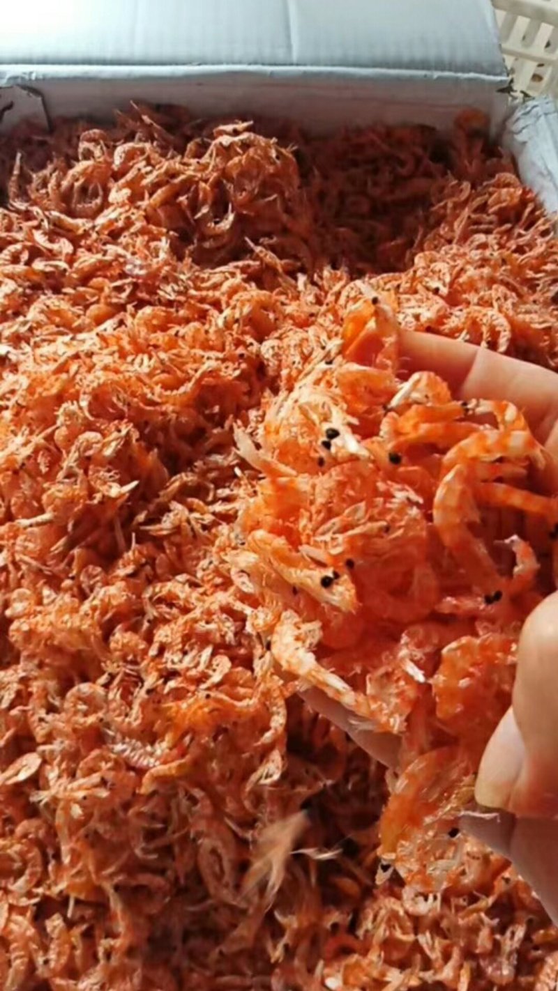 南极磷虾。
