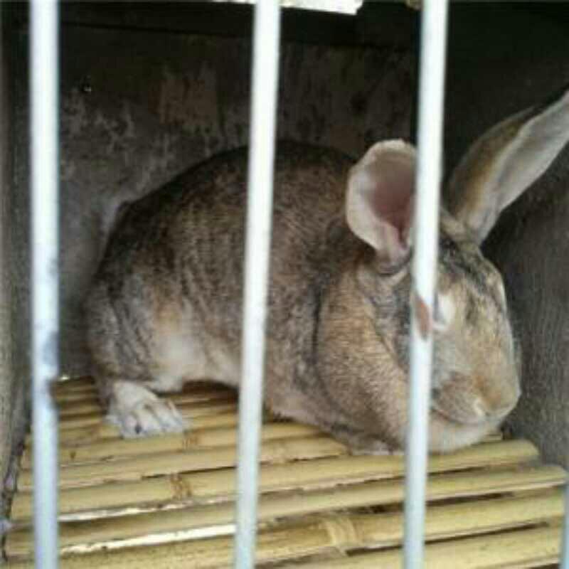 比利时种兔比利时肉兔兔苗抗病能力强繁殖能力强