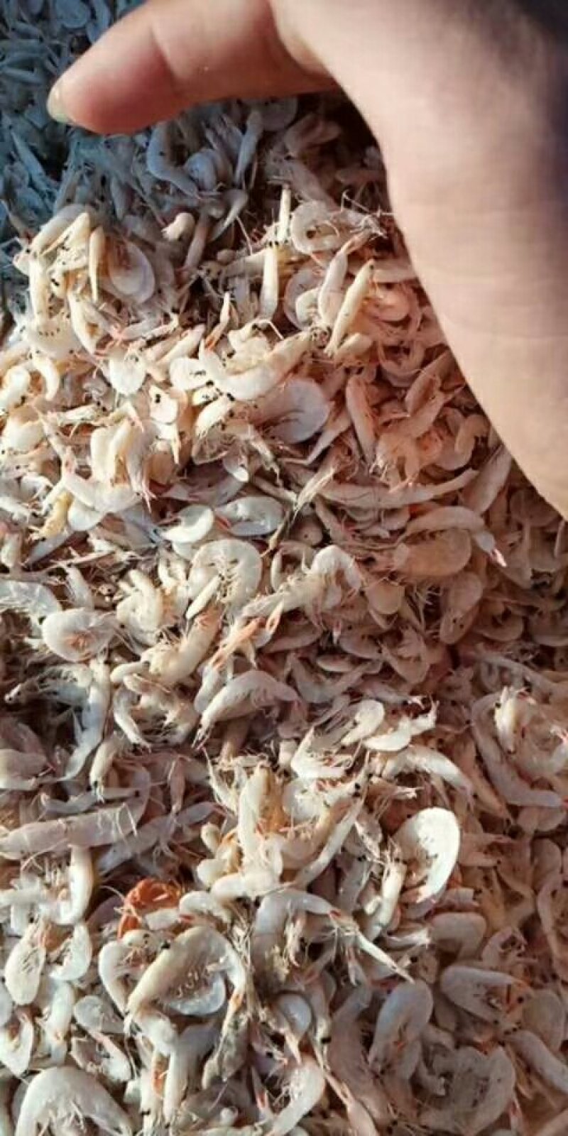 淡干有盐虾皮，渤海湾特产，