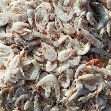 淡干有盐虾皮，渤海湾特产，