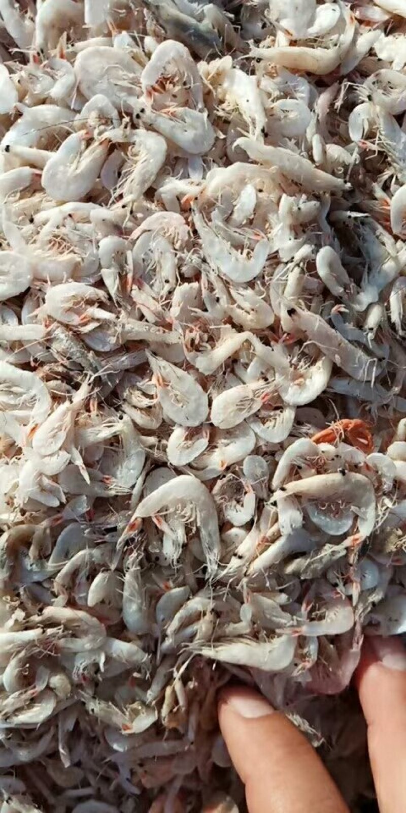 淡干有盐虾皮，渤海湾特产，