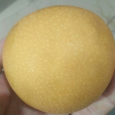 秋月梨（保鲜库）