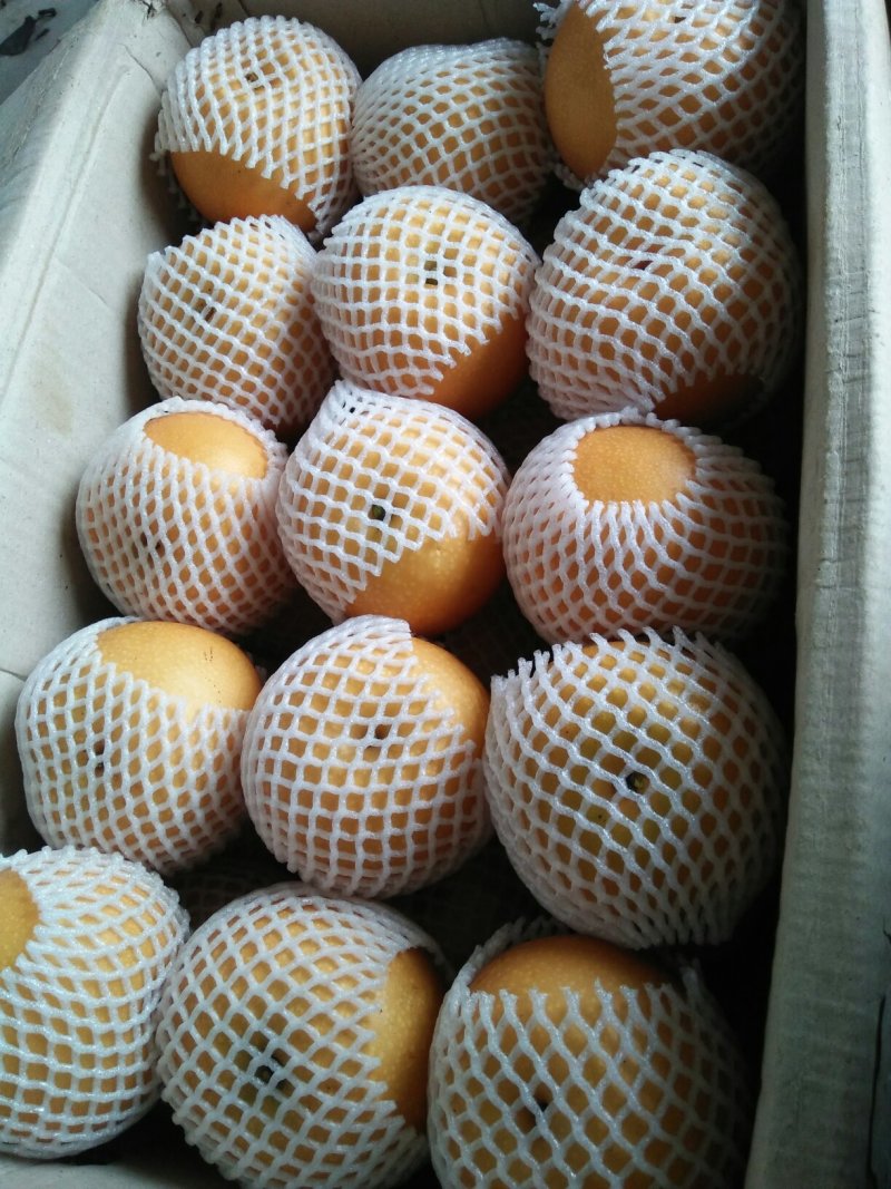 秋月梨（保鲜库）