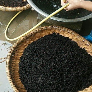 檫木种子，檫木苗，黄柏苗，