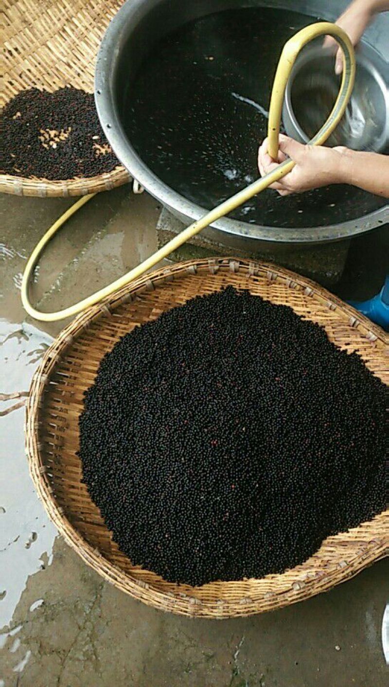 檫木种子，檫木苗，黄柏苗，