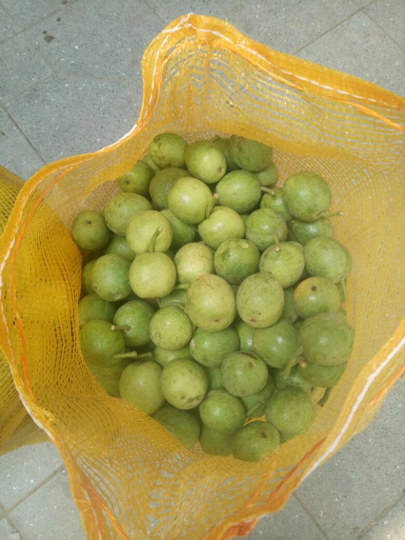 各种树苗，种籽