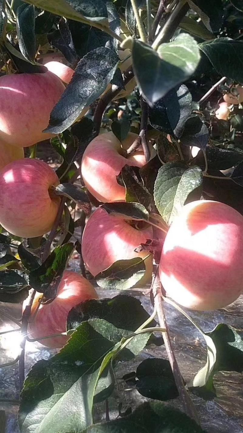 山东水晶红富士苹果大量上市了，货源充足价格不高