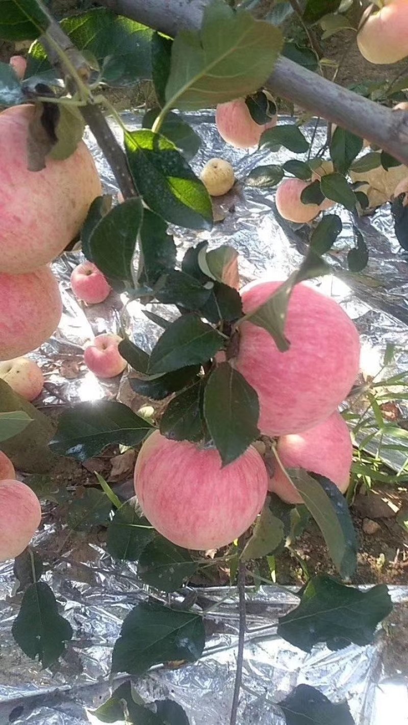 山东水晶红富士苹果大量上市了，货源充足价格不高