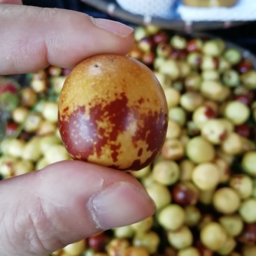 缅甸土特产