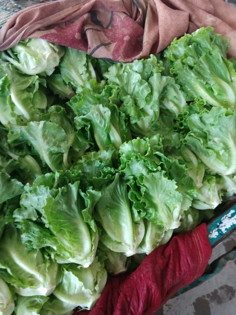 意大利生菜产地直供质量保证