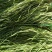 云南贡菜，一级贡菜，莴笋条，贡菜干，贡菜2024新货