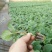 快圆茄苗≥60天抗病高产另有长茄苗预订更优惠