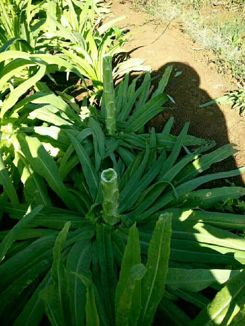 山野菜，贡菜叶子，苔菜头