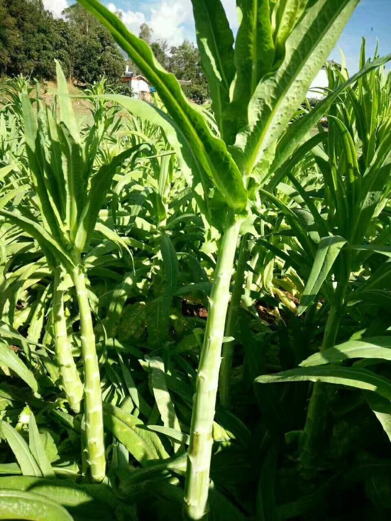 山野菜，贡菜叶子，苔菜头