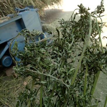 益母草