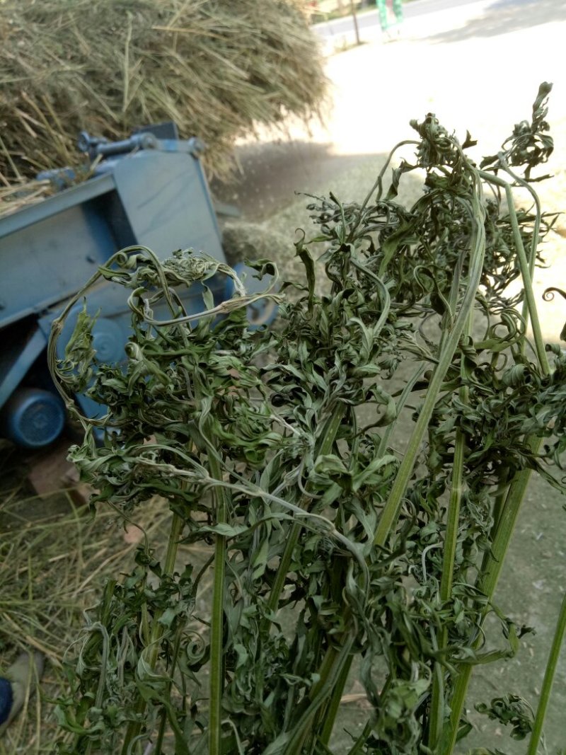 益母草