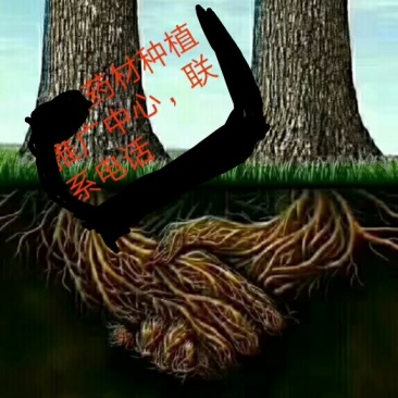 知母