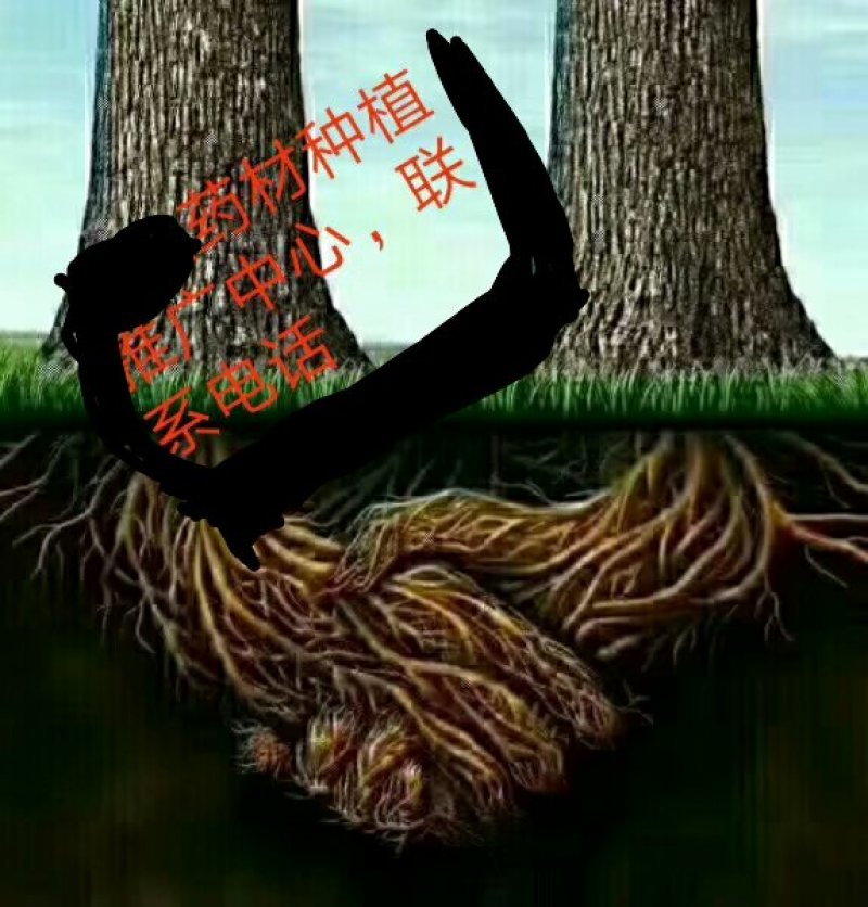 知母