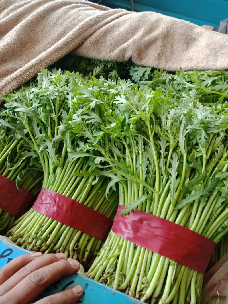 精品茼蒿，一年四季大量供应，以及各种精品叶菜，需要联系我