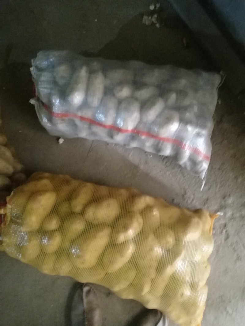 荷兰十五冷库土豆