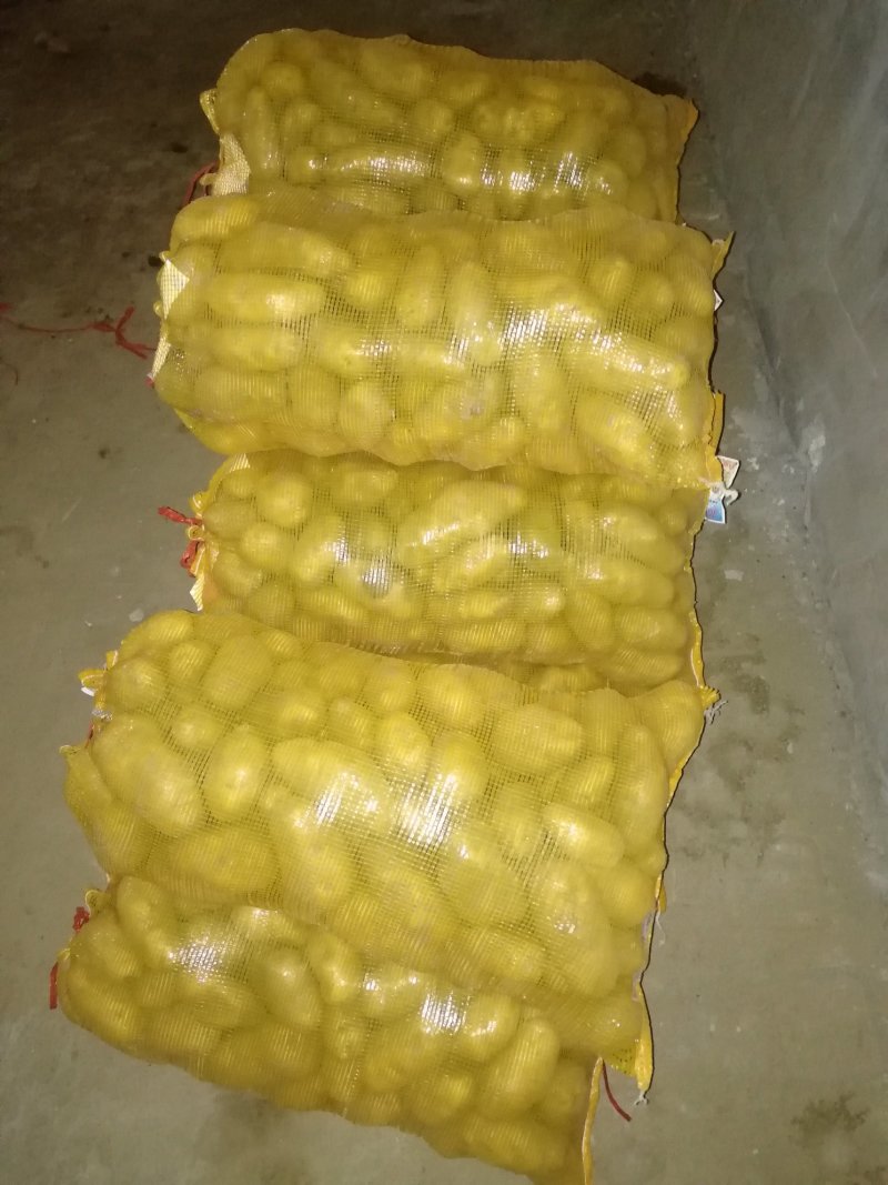 荷兰十五冷库土豆