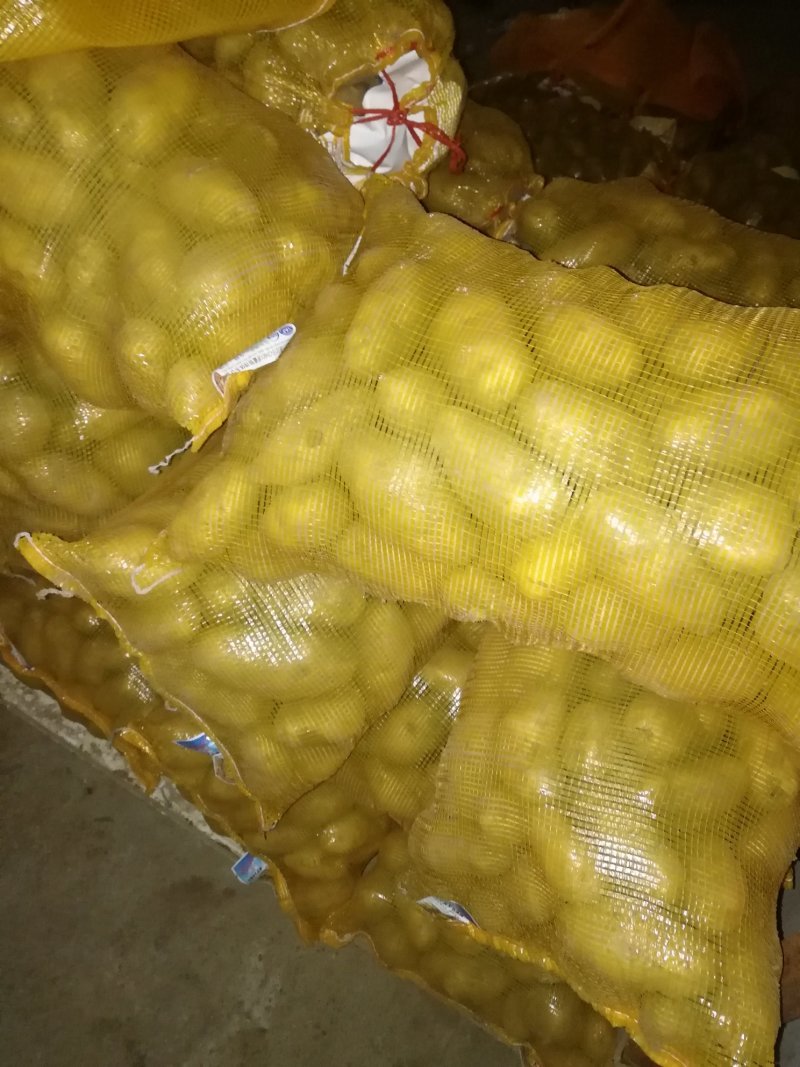 荷兰十五冷库土豆