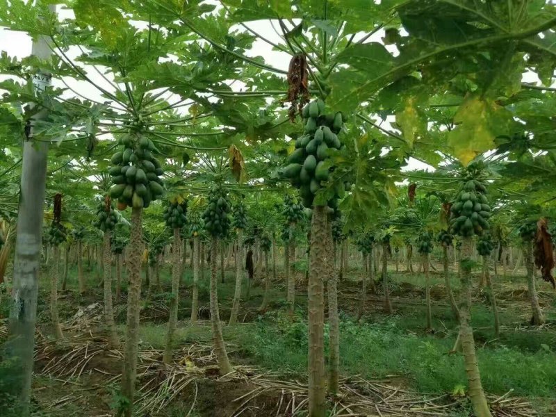 大白木瓜广西崇左周边产地直供大青大白水果木瓜。