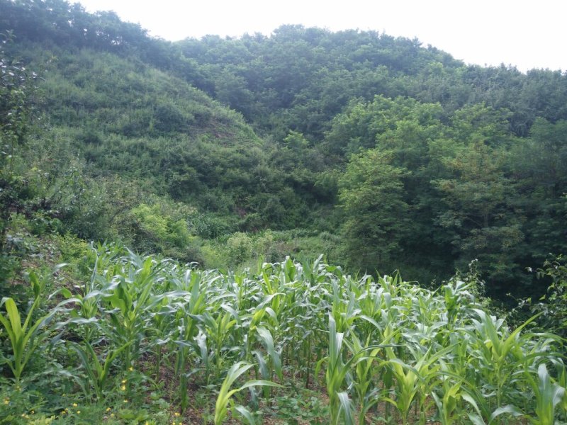 槐木