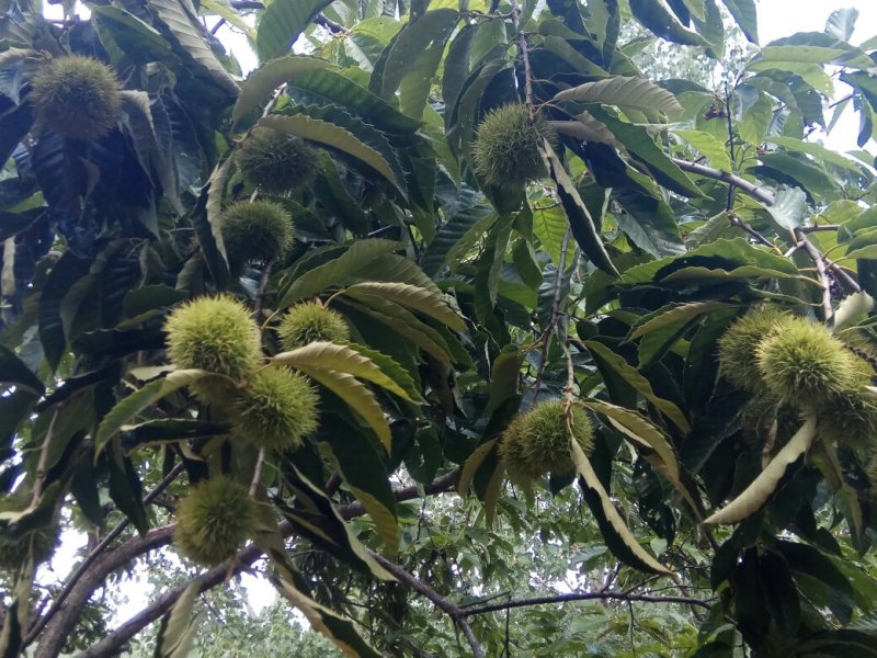 沂蒙山区老树大油栗，全国代发，产地直供，电商