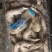 南美白对虾
