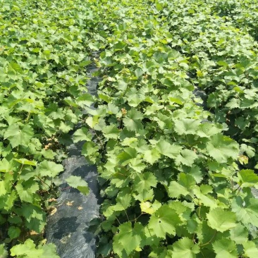 葡萄苗种植基地，葡萄苗批发