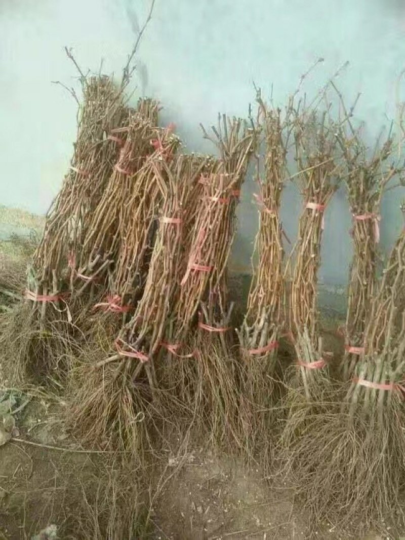 葡萄苗种植基地，葡萄苗批发