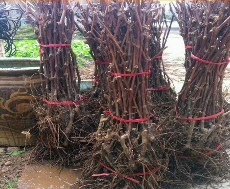 葡萄苗种植基地，葡萄苗批发