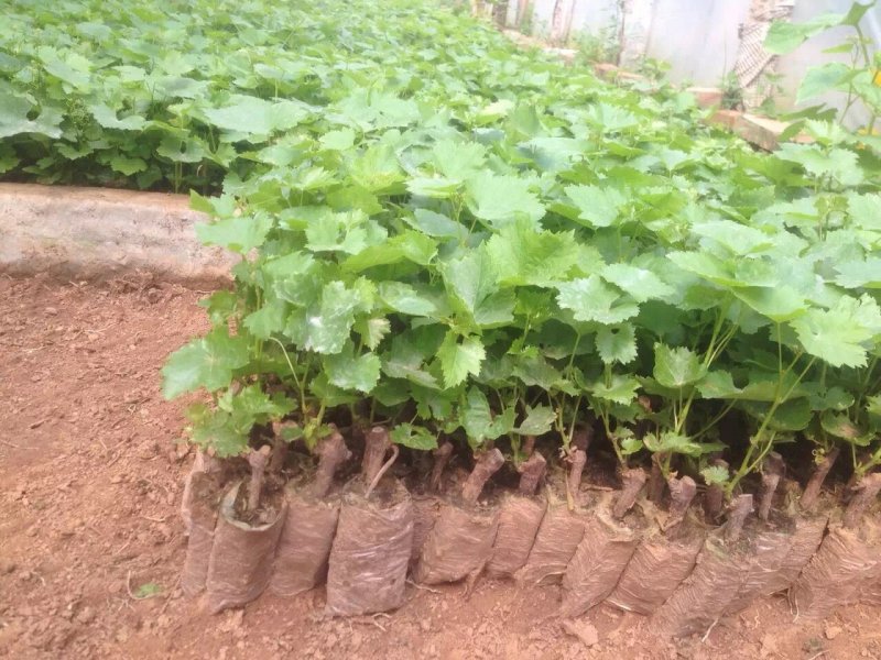 葡萄苗种植基地，葡萄苗批发